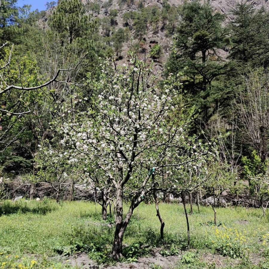 فندق The Royal Orchard كاسول المظهر الخارجي الصورة
