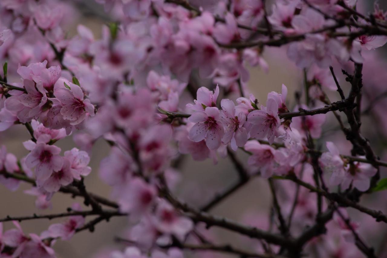 فندق The Royal Orchard كاسول المظهر الخارجي الصورة